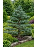 Сосна дрібноквіткова Темпельгоф|Pinus parviflora ’Tempelhof’|Сосна Темпельгоф